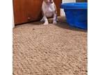 American Pit Bull Terrier Puppy for sale in Hancocks Bridge, NJ, USA