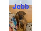 Adopt Jebb a Anatolian Shepherd