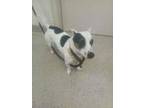 Adopt Mickey a Parson Russell Terrier, Mixed Breed