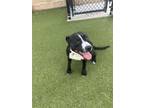 Adopt Woodford a Pit Bull Terrier, Mixed Breed