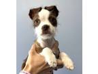 Adopt Spike-NOT AVAILABLE UNTIL 5/31 a Boston Terrier, Fox Terrier
