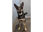Adopt Yeti**NOT AVAILABLE UNTIL 5/31 a German Shepherd Dog