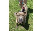 Adopt Ralphy ~ SPONSORED! a American Staffordshire Terrier, Mixed Breed