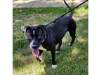Adopt Vision a Pit Bull Terrier, Mixed Breed