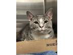 Adopt Stormy a Domestic Short Hair