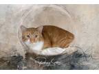 Adopt Big Red a Tabby