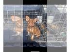 French Bulldog PUPPY FOR SALE ADN-790858 - French bulldog