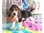 Beagle PUPPY FOR SALE ADN-790916 - Althea Tri Color Beagle Girl