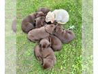Labrador Retriever PUPPY FOR SALE ADN-790923 - Labrador Retriever Litter of