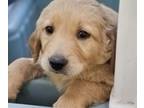 Golden Shepherd PUPPY FOR SALE ADN-790934 - Friendly beautiful puppies