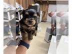 Yorkshire Terrier PUPPY FOR SALE ADN-790947 - Tiny yorkies