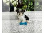YorkiePoo PUPPY FOR SALE ADN-790962 - Yorkiepoo Puppy
