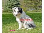 Shetland Sheepdog PUPPY FOR SALE ADN-790967 - AKC Reg Champiom Bloodlines Blue