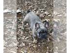 French Bulldog PUPPY FOR SALE ADN-790969 - BarnyardFrenchies