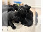 Labrador Retriever PUPPY FOR SALE ADN-790978 - AKC Black Lab Puppies
