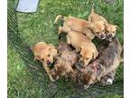 American Bulldog-Rottweiler Mix PUPPY FOR SALE ADN-790992 - Puppy