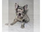 French Bulldog PUPPY FOR SALE ADN-791007 - Fluffy French Bulldog For Sale