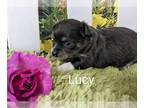 Chihuahua PUPPY FOR SALE ADN-791013 - Lucy ACA