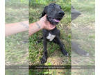 Great Dane PUPPY FOR SALE ADN-791019 - Great Dane puppys