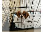 Cavalier King Charles Spaniel PUPPY FOR SALE ADN-791020 - Champ