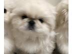 Pekingese PUPPY FOR SALE ADN-791026 - Teddy White male Pekingese puppy