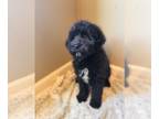 Aussiedoodle PUPPY FOR SALE ADN-791030 - Aussiedoodle girl