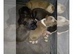 American Pit Bull Terrier PUPPY FOR SALE ADN-791033 - Fullblooded blue pitbull