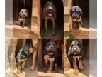 Bloodhound PUPPY FOR SALE ADN-791035 - Bloodhound Puppy for Sale