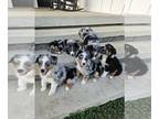 Australian Shepherd PUPPY FOR SALE ADN-791040 - Aussie Puppies