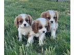 Cavalier King Charles Spaniel PUPPY FOR SALE ADN-791044 - Adorable King Cavalier
