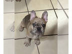French Bulldog PUPPY FOR SALE ADN-791050 - French bulldog