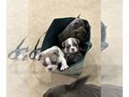 French Bulldog PUPPY FOR SALE ADN-791064 - French Bulldog puppies ready mid