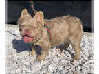 French Bulldog PUPPY FOR SALE ADN-791072 - French bulldog new shade Isabella and