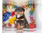 Rottweiler PUPPY FOR SALE ADN-791082 - Stunning Rottweiler Puppies for Sale