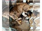 Australian Shepherd PUPPY FOR SALE ADN-791103 - Australian Shepherd Puppies