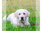 Labrador Retriever PUPPY FOR SALE ADN-791127 - Labrador Retriever Puppy