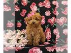Poodle (Toy) PUPPY FOR SALE ADN-791128 - AKC Toy Poodle Puppy