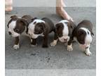 Boston Terrier PUPPY FOR SALE ADN-791134 - Chocolate Red Boston Terrier Puppies