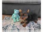 Yorkshire Terrier PUPPY FOR SALE ADN-791139 - Yorkshire Terrier Pup