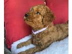 Goldendoodle (Miniature) PUPPY FOR SALE ADN-791142 - Mini F2B Golden Doodle