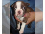 Boston Terrier PUPPY FOR SALE ADN-791145 - Peggy Sue