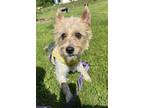 Adopt Scout a Yorkshire Terrier