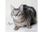Adopt Ajax a Domestic Medium Hair, Domestic Short Hair