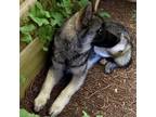 Adopt Hansel a German Shepherd Dog