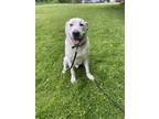 Adopt Aries a Great Pyrenees, Pit Bull Terrier