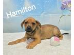 Adopt Hamilton a Shepherd, Hound