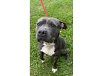 Adopt Bootsie a Pit Bull Terrier, Mixed Breed