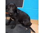 Adopt Sal a Black Labrador Retriever, Mixed Breed