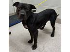 Adopt Benny a American Staffordshire Terrier, Mixed Breed
