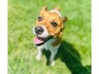 Adopt Lance a Parson Russell Terrier, Mixed Breed